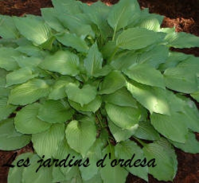 Hosta honey bells